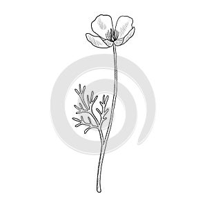 Vector drawing californian poppy