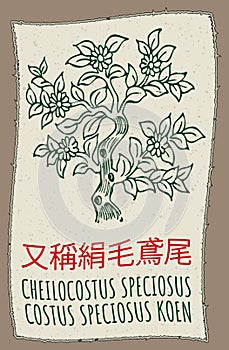 Vector drawing CHEILOCOSTUS SPECIOSUS in Chinese. Hand drawn illustration. The Latin name is COSTUS SPECIOSUS KOEN