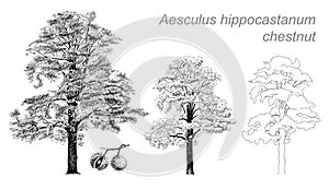 Vector drawing of chestnut (Aesculus hippocastanum)