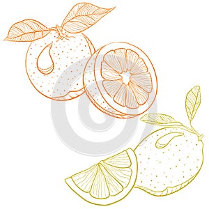 Vector drawing of citrus fruits - orange and lemon photo