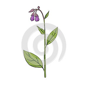 Vector drawing comfrey