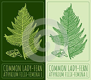 Vector drawing COMMON LADY-FERN. Hand drawn illustration. The Latin name is ATHYRIUM FILIX-FEMINA L photo