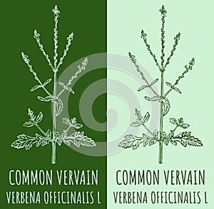 Vector drawing COMMON VERVAIN. Hand drawn illustration. The Latin name is VERBENA OFFICINALIS L