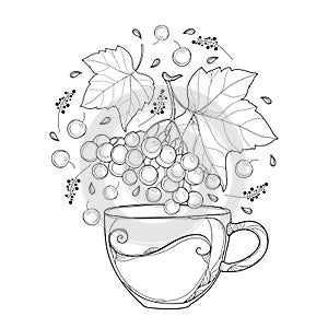 Vector drawing of contour cup with Viburnum or Guelder rose herbal tea, ornate leaves and berry in black isolated on white. photo