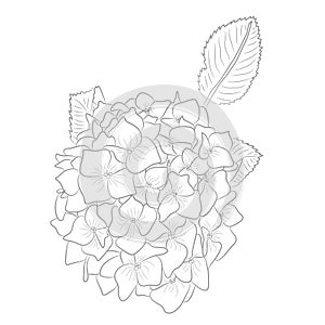 Vector Drawing of Contour Hydrangea for Coloring Book