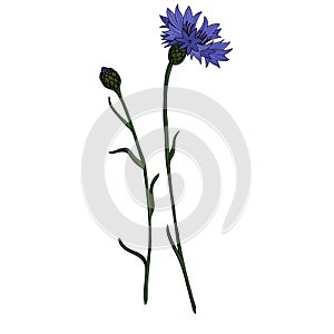 Vector drawing cornflower flower