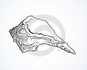 Vector drawing curled seashell