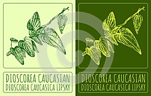 Vector drawing DIOSCOREA CAUCASIAN. Hand drawn illustration. The Latin name is DIOSCOREA CAUCASICA LIPSKY