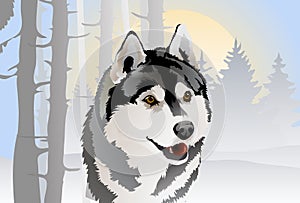 Vector drawing of the dog breed Siberian Husky in