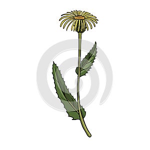 Vector drawing elecampane flower