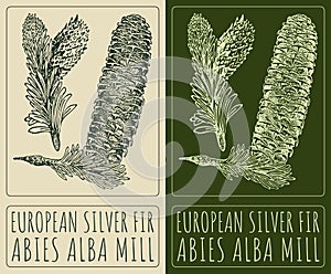 Vector drawing EUROPEAN SILVER FIR . Hand drawn illustration. The Latin name is ABIES ALBA MILL