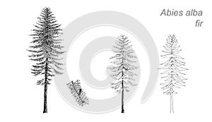 Vector drawing of fir (Abies alba)