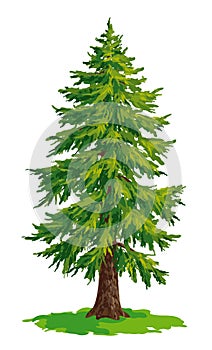 Vector drawing of fir tree photo