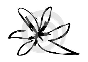 Vector drawing of a flower drawn by hand and then brought back to the computer