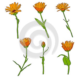 Vector drawing flowers