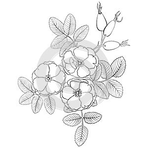Vector drawing flowers of wild rose