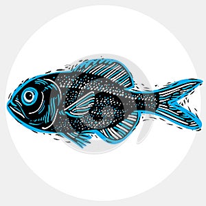 Vector drawing of freshwater fish with fins, underwater life ill