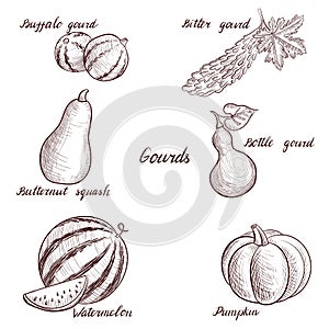 Vector drawing gourds