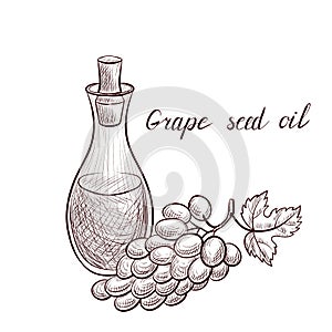 Vector drawing grape seed oil