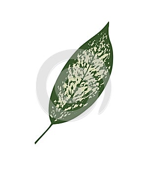 Vector drawing of green leaf of Dieffenbachia hause plant.