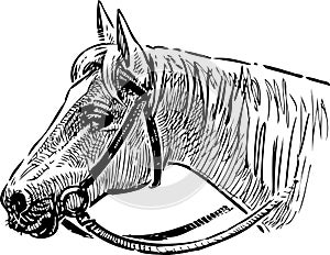 Head of a horse in a bridle