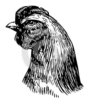 Vector drawing of head young hen