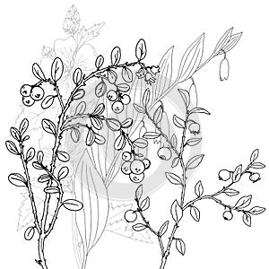 Vector drawing herbs