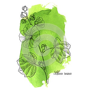 vector drawing hollyhock plant