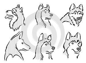 Vector drawing Huskies