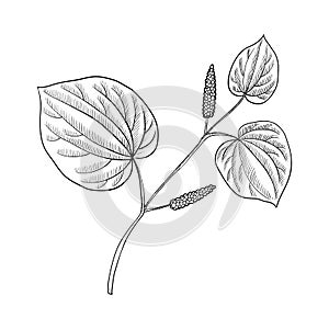 Vector drawing kava plant