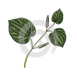 vector drawing kava plant