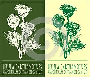 Vector drawing LEUZEA CARTHAMOIDES. Hand drawn illustration. The Latin name is RHAPONTICUM CARTHAMOIDES WILLD photo