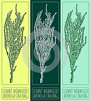Vector drawing LEVANT WORMSEED. Hand drawn illustration. The Latin name is ARTEMISIA CINA BERG photo