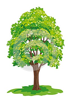 Vector drawing of maple tree