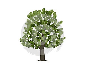 Vector drawing of maple tree. Isolated vector illustration of maple tree on a white background