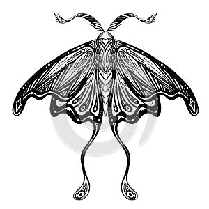 Vector drawing of a moth tattoo with antennae. Monochrome drawing of a night butterfly with tracery ornament