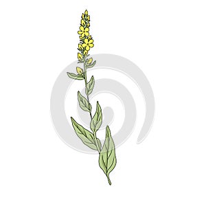 Vector drawing mullein