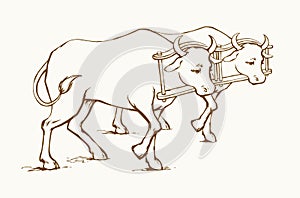 Vector drawing. Old wooden yoke on the cow