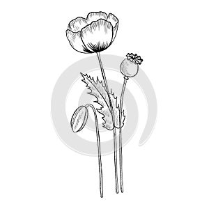 Vector drawing opium poppy