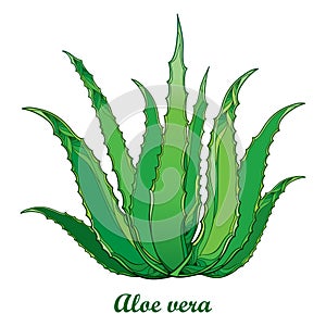 Vector drawing of outline Aloe vera or true Aloe plant with fleshy green leaf isolated on white background. Medicinal plant.