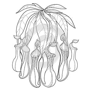 Vector drawing of outline Nepenthes or monkey-cup with open trap in black isolated on white background. Carnivorous tropical plant photo