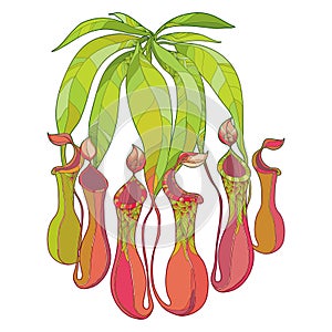 Vector drawing of outline Nepenthes or monkey-cup with open trap and green leaf isolated on white background. Carnivorous plant.