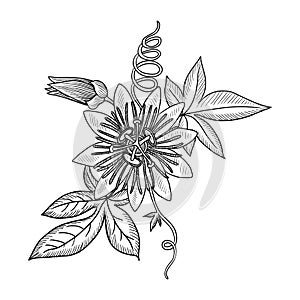 vector drawing passion flower