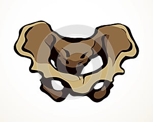 Vector drawing. Pelvic bones icon