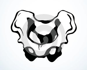 Vector drawing. Pelvic bones icon