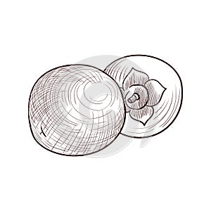 Vector drawing persimmon fruits