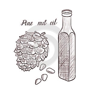 Vector drawing pine nut oil