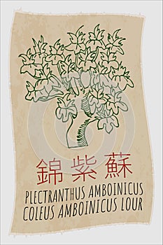 Vector drawing PLECTRANTHUS AMBOINICUS in Chinese. The Latin name is COLEUS AMBOINICUS LOUR.