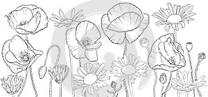 Vector drawing poppies and daisy flowers