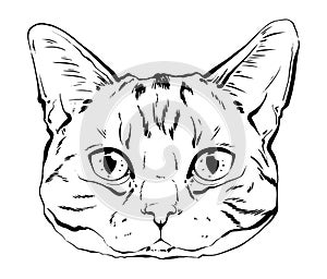Vector drawing portrait cat hand drawn. black and white muzzle of a scottish cat. portrait of a cat black and white graphics drawn